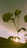 tiny-